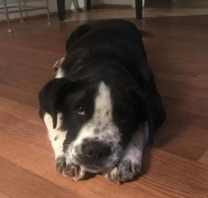 Dogs For Adoption Near Charlotte Nc Petfinder