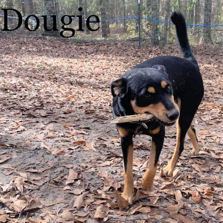 Dougie 3