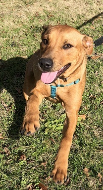 Dog For Adoption Flossie A Mixed Breed In Pennington Nj