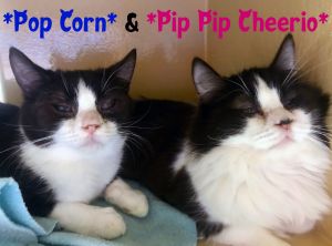 Pip Pip Cheerio “bonded to Pop Corn”