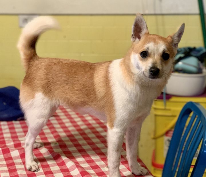 Dog For Adoption Arlie A Pomeranian Shiba Inu Mix In