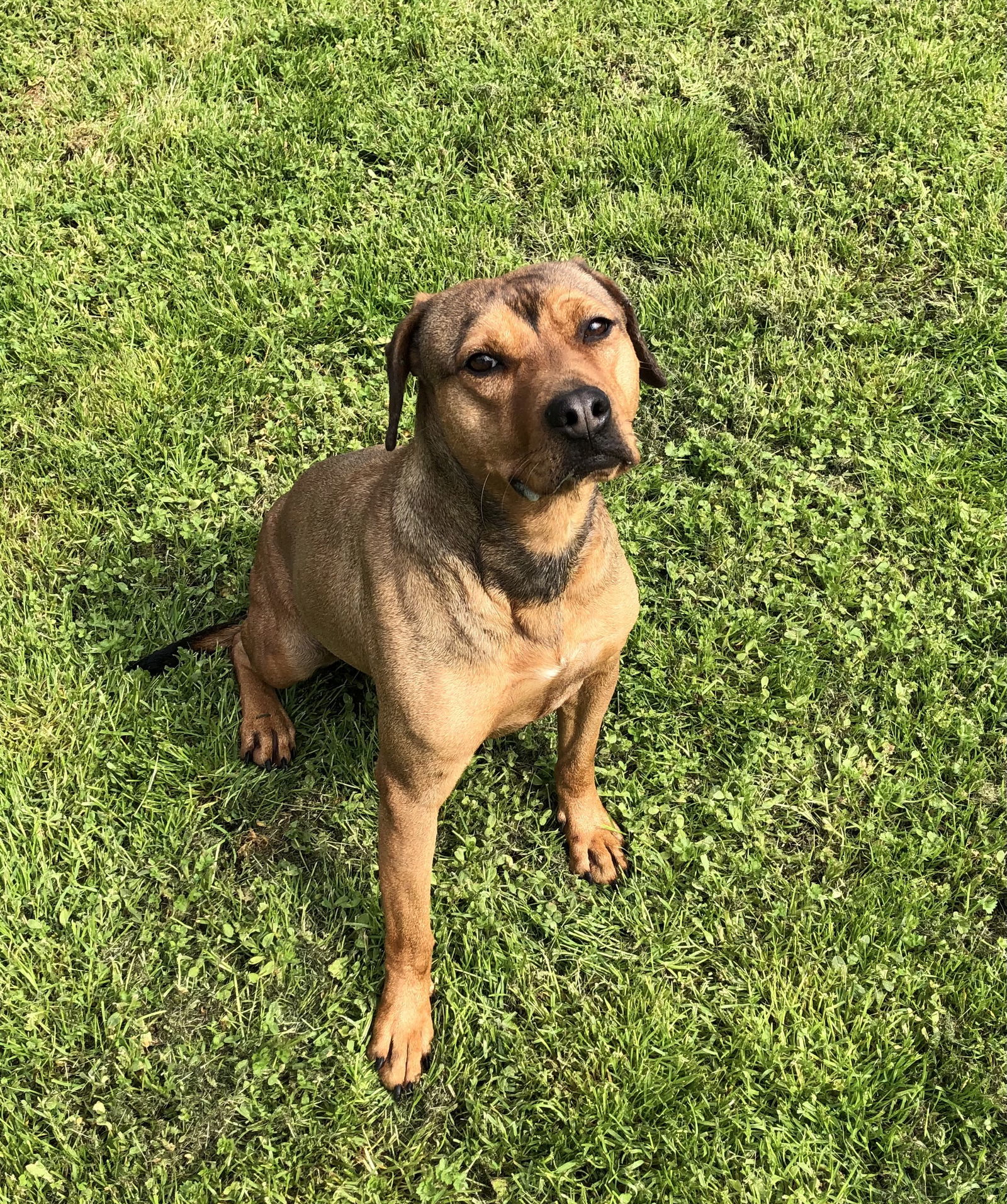 Teagan, an adoptable Hound in Thomasville, NC, 27361 | Photo Image 1