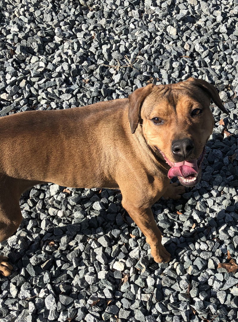 Teagan, an adoptable Hound in Thomasville, NC, 27361 | Photo Image 2