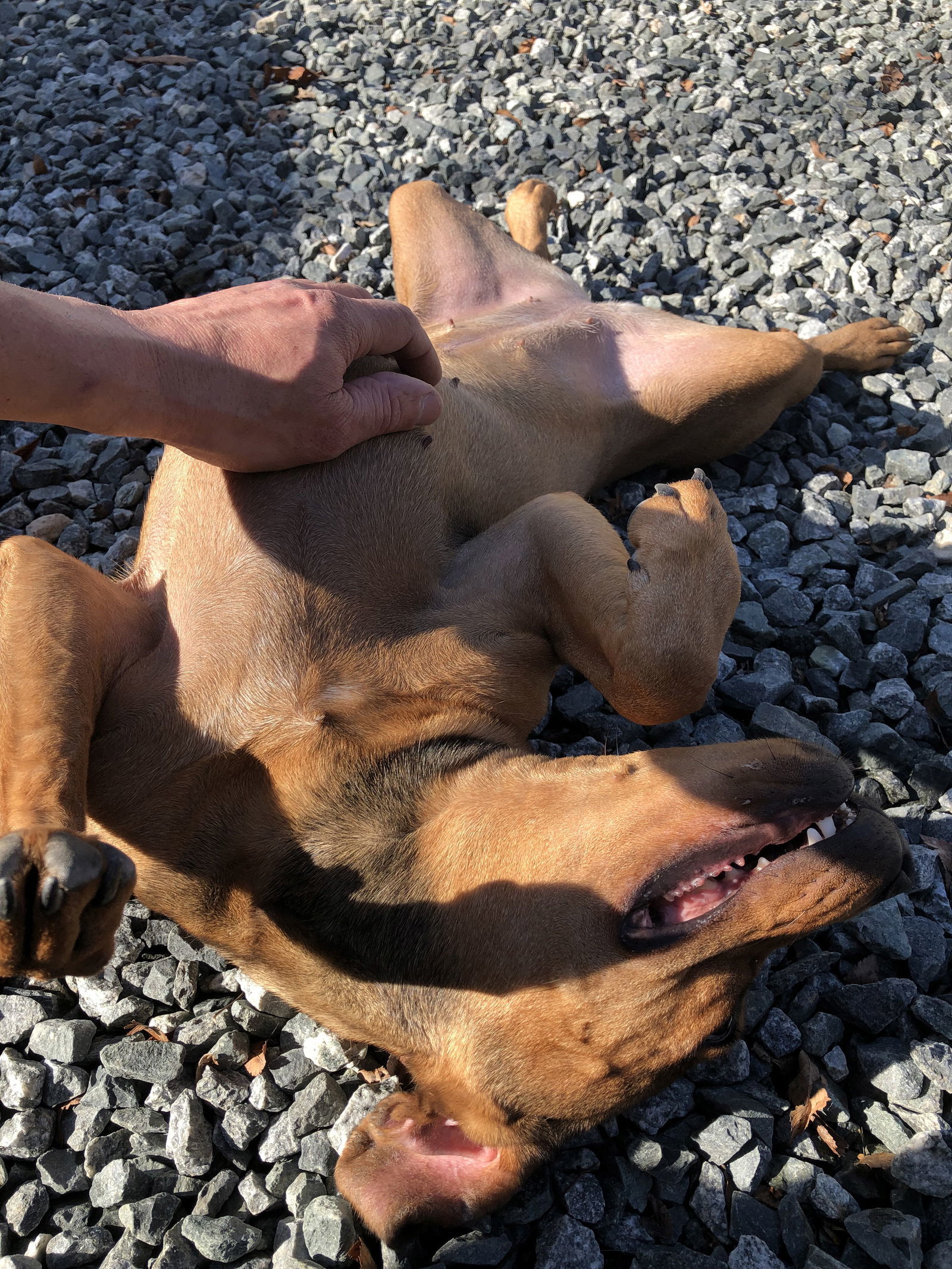 Teagan, an adoptable Hound in Thomasville, NC, 27361 | Photo Image 3