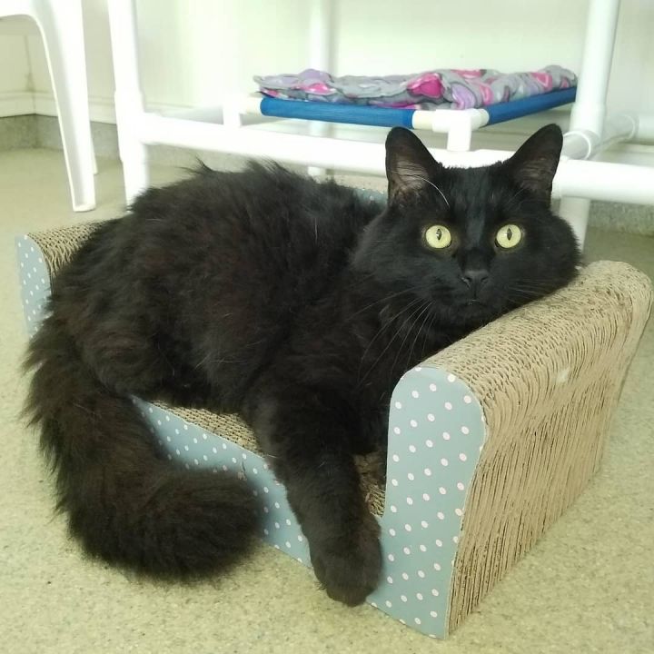 Magic, an adoptable Domestic Long Hair in Westbrook, CT_image-4