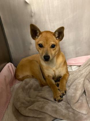 Dog For Adoption Jujitsu A Shiba Inu Mix In Kansas City