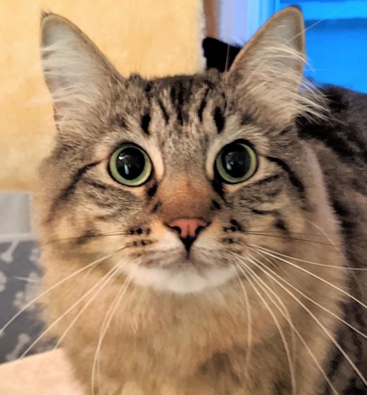 Cat For Adoption Patty A Maine Coon Domestic Long Hair Mix In
