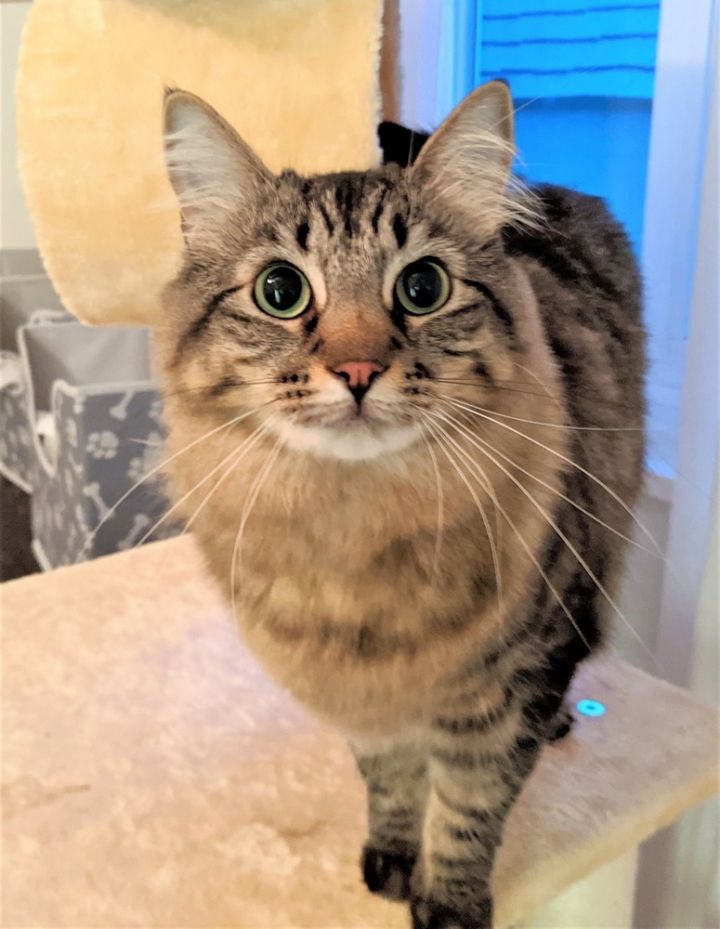 Cat For Adoption Patty A Maine Coon Domestic Long Hair Mix In