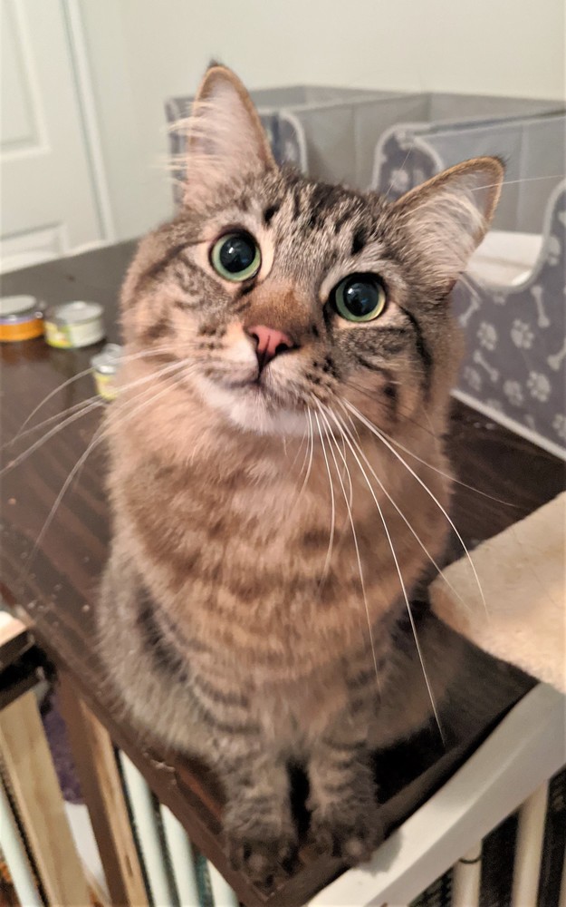 Cat For Adoption Patty A Maine Coon Domestic Long Hair Mix In
