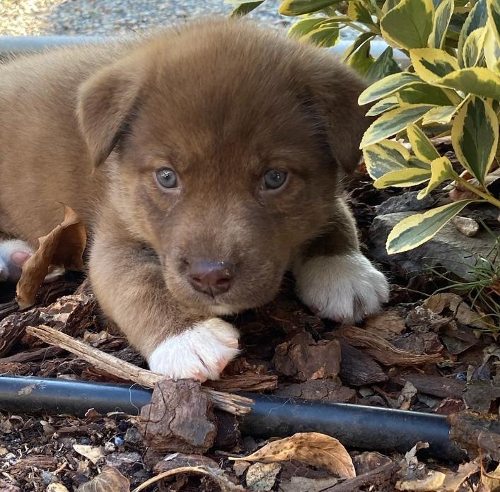 Dog For Adoption Betty Fuzzybutt A Siberian Husky Shiba