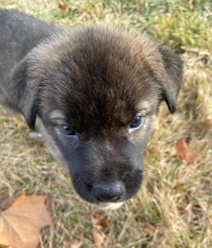 Dog For Adoption Rose Fuzzybutt A Siberian Husky Shiba