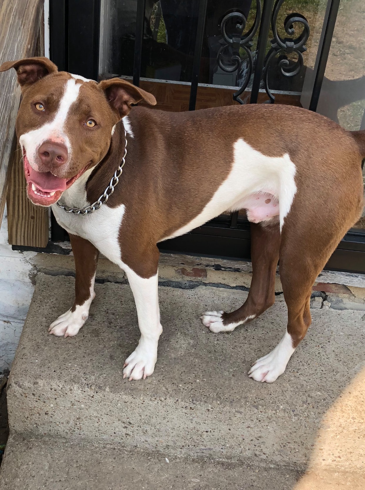 Red, an adoptable Pit Bull Terrier in Darlington, PA, 16115 | Photo Image 1