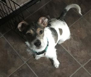 Dogs For Adoption Near Toronto On Petfinder