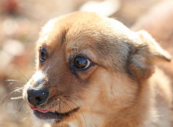 Dog For Adoption Socks A Corgi Shiba Inu Mix In Langley