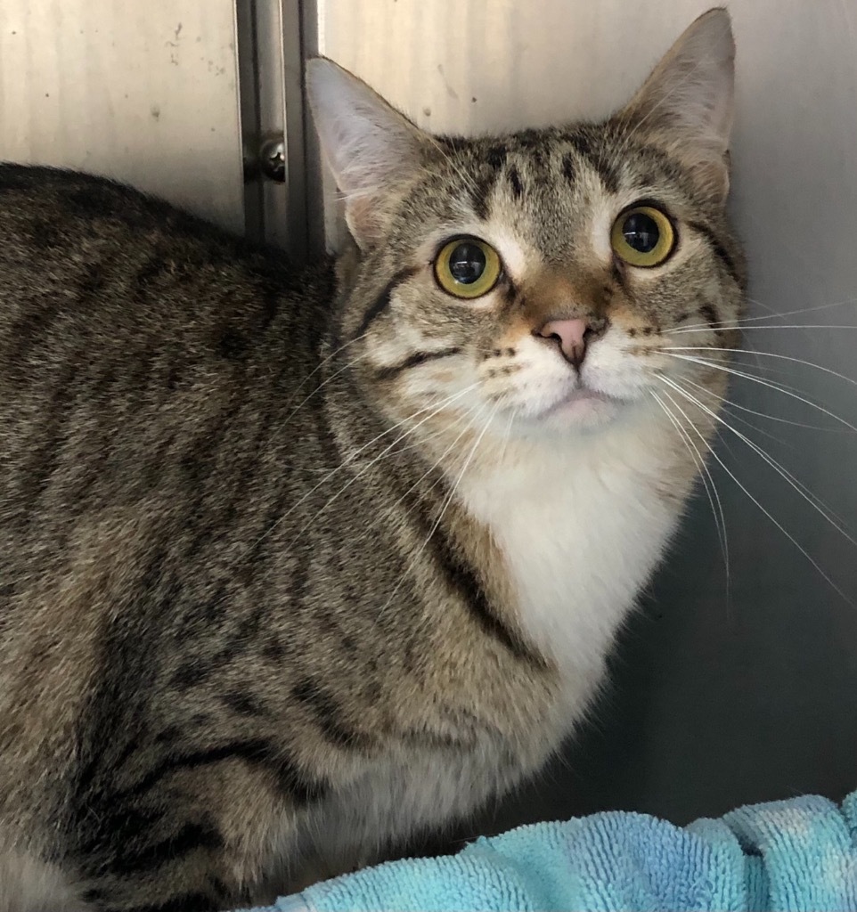 Jerika, an adoptable Domestic Short Hair in Lima, OH, 45807 | Photo Image 1