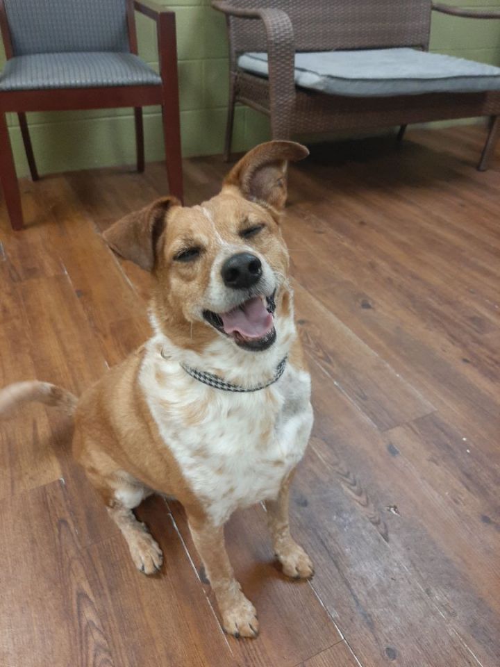 Chase, an adoptable Cattle Dog & Beagle Mix in Lake Odessa, MI