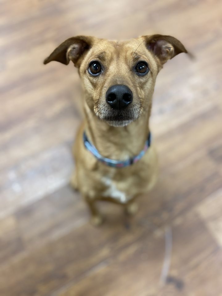 Lilly, an adoptable Beagle & Cattle Dog Mix in Lake Odessa, MI