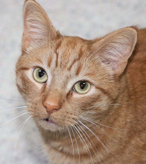 Buick, an adopted Domestic Short Hair Mix in Cincinnati, OH_image-1