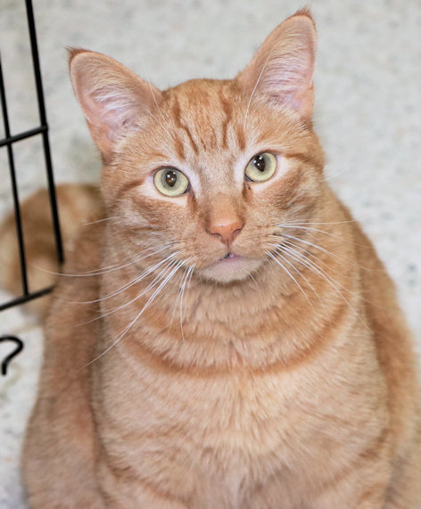 Buick, an adopted Domestic Short Hair Mix in Cincinnati, OH_image-2