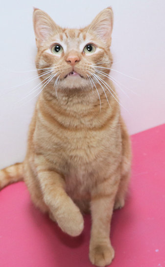 Buick, an adopted Domestic Short Hair Mix in Cincinnati, OH_image-3