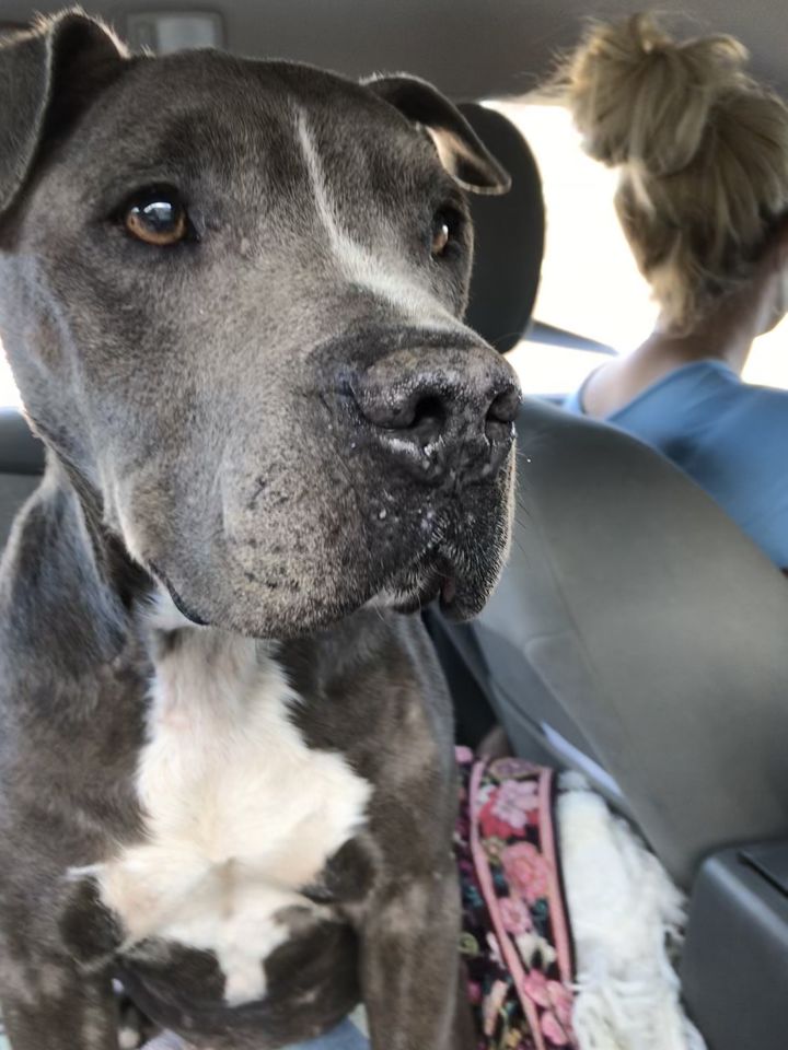 Dog For Adoption Maximus A Cane Corso Mix In Orangeburg