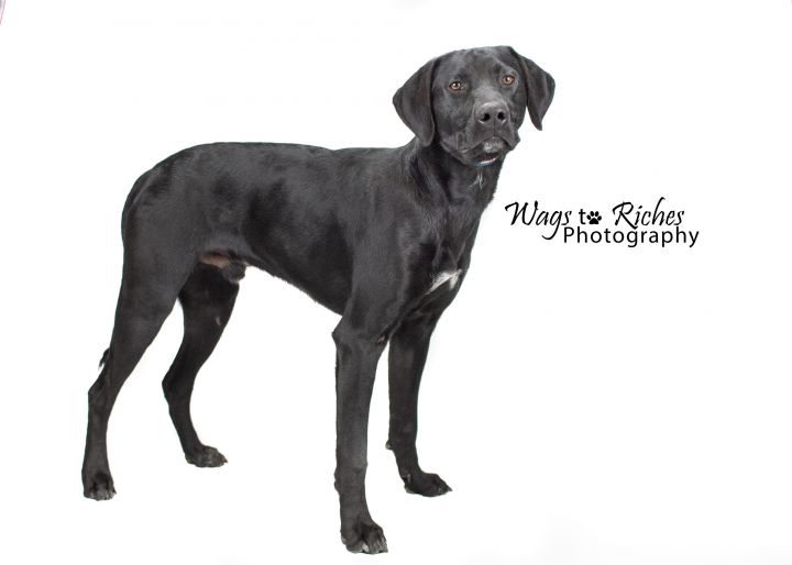 Dog For Adoption Dunn A Labrador Retriever German Shorthaired