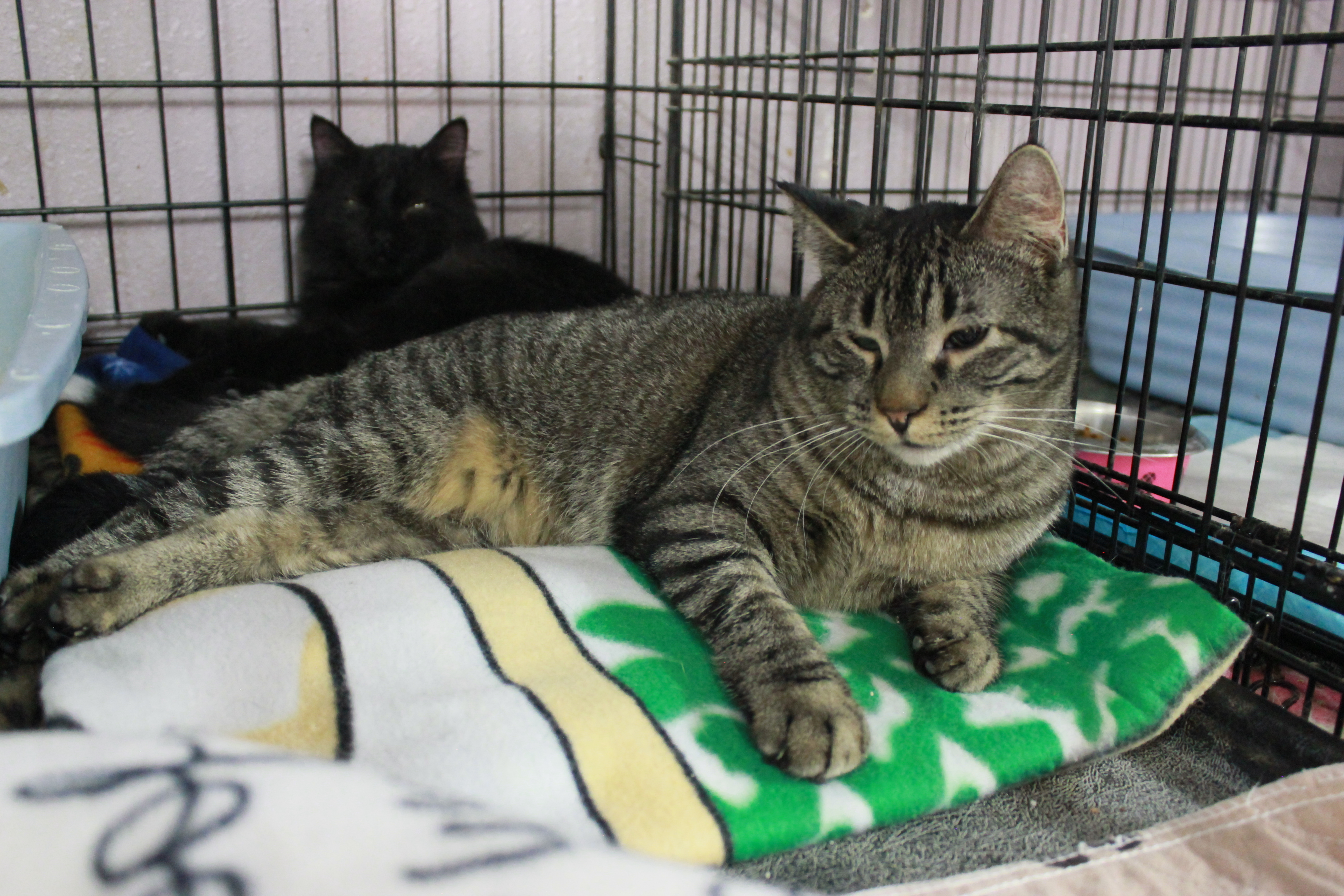 Polo, an adoptable Domestic Short Hair in New Richmond, WI, 54017 | Photo Image 2