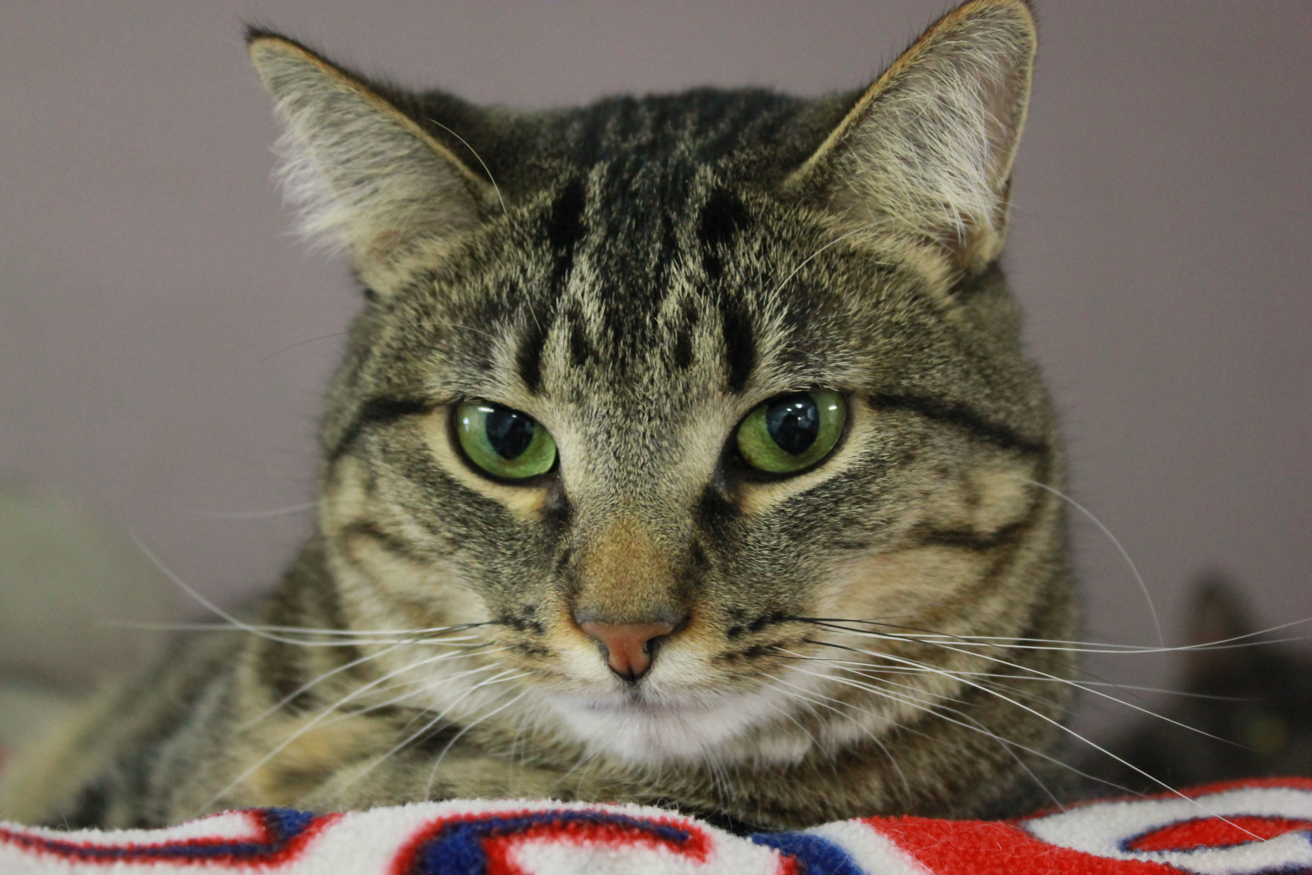 Polo, an adoptable Domestic Short Hair in New Richmond, WI, 54017 | Photo Image 3