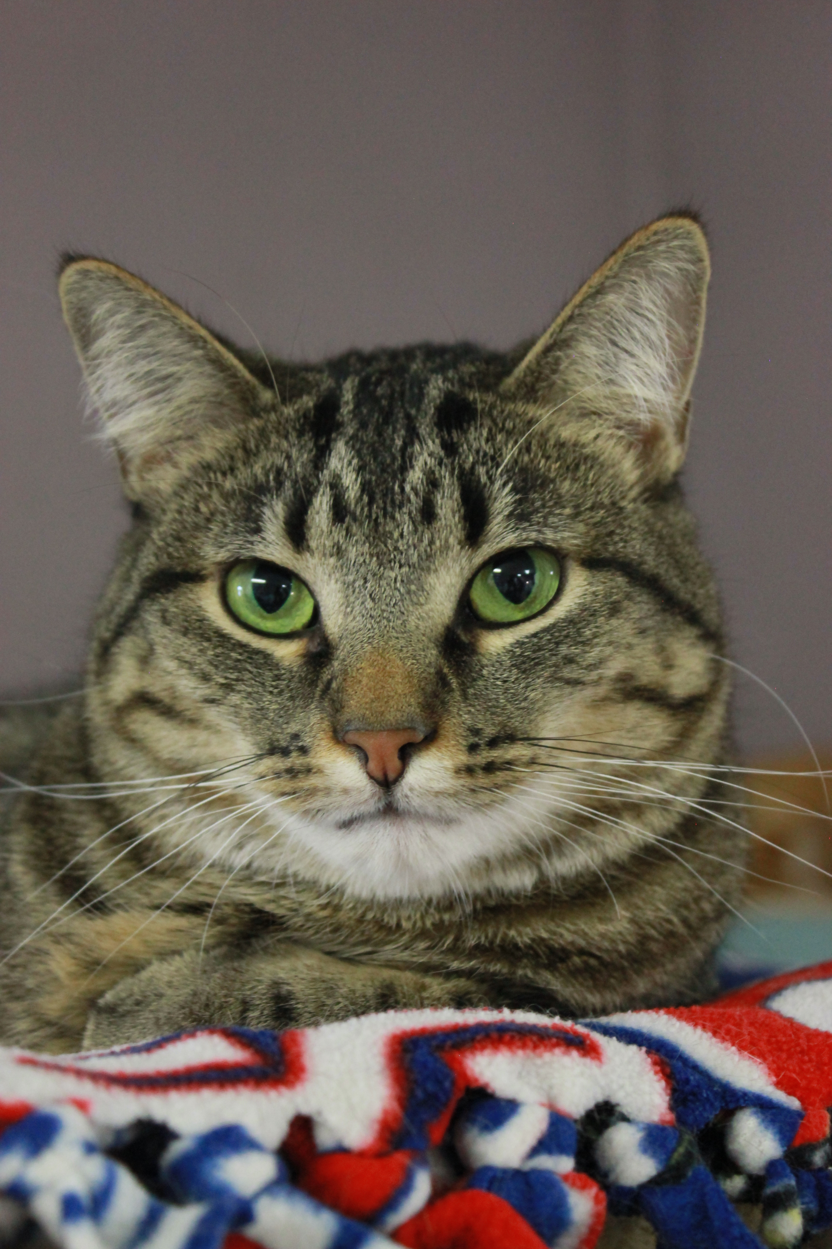 Polo, an adoptable Domestic Short Hair in New Richmond, WI, 54017 | Photo Image 1