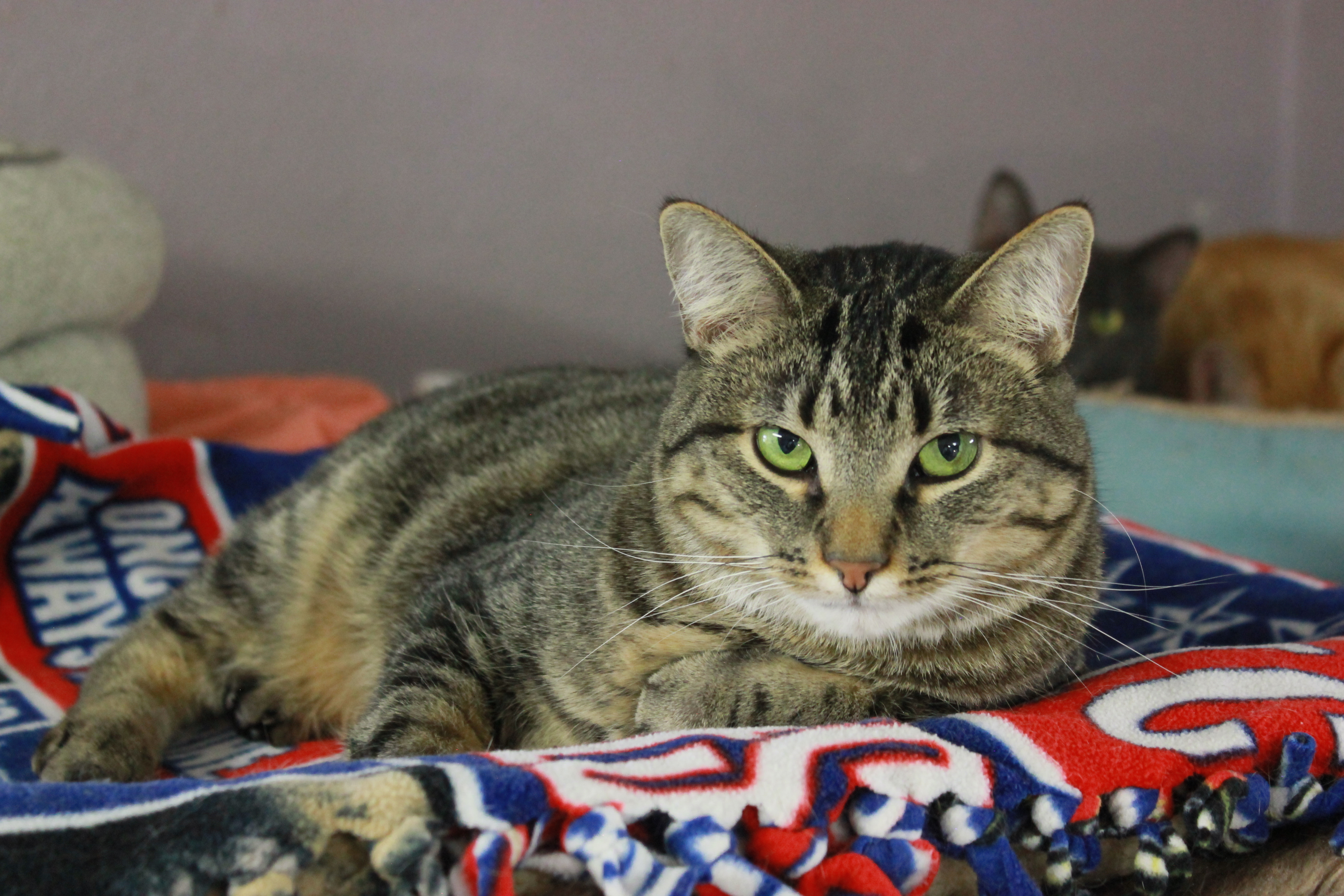 Polo, an adoptable Domestic Short Hair in New Richmond, WI, 54017 | Photo Image 4