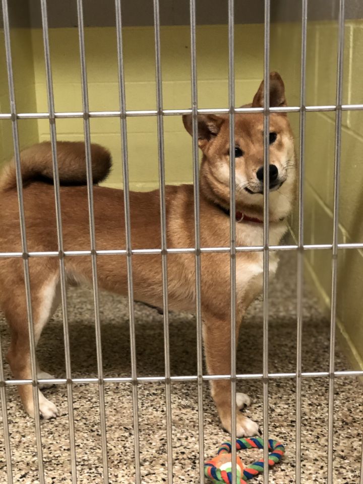 Dog For Adoption Foxy A Shiba Inu In Middleburg Heights