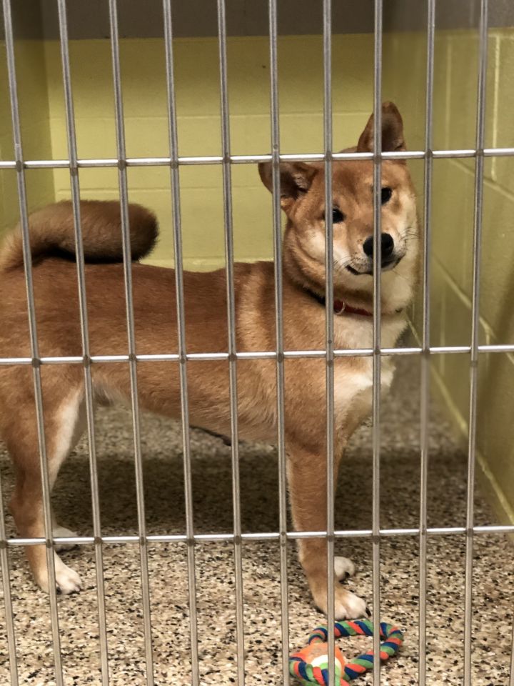 Dog For Adoption Foxy A Shiba Inu In Middleburg Heights