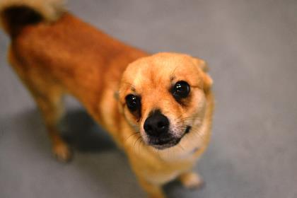 Dog For Adoption Milo A Chihuahua Shiba Inu Mix In New