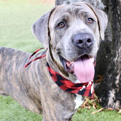 Dog For Adoption Samson A Mastiff Cane Corso Mix In