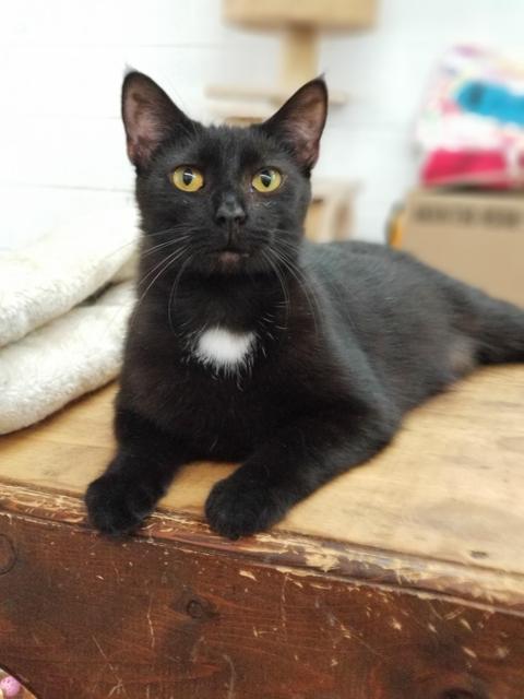 Soot, an adoptable Domestic Short Hair in Portland, IN, 47371 | Photo Image 1