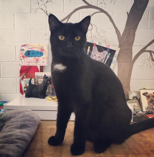 Soot, an adoptable Domestic Short Hair in Portland, IN, 47371 | Photo Image 2