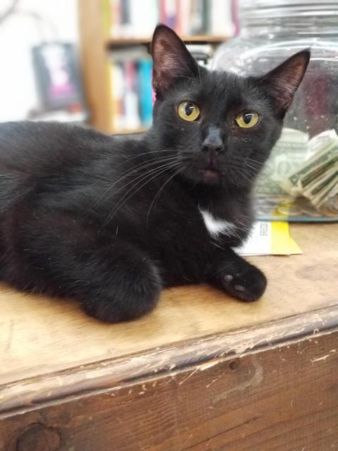 Soot, an adoptable Domestic Short Hair in Portland, IN, 47371 | Photo Image 3