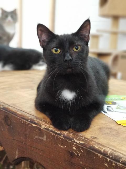 Soot, an adoptable Domestic Short Hair in Portland, IN, 47371 | Photo Image 4