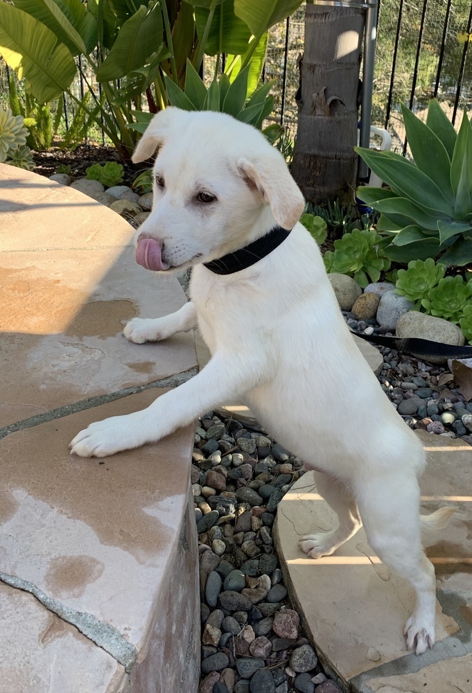 Dog For Adoption Bubbly A Jindo Shiba Inu Mix In