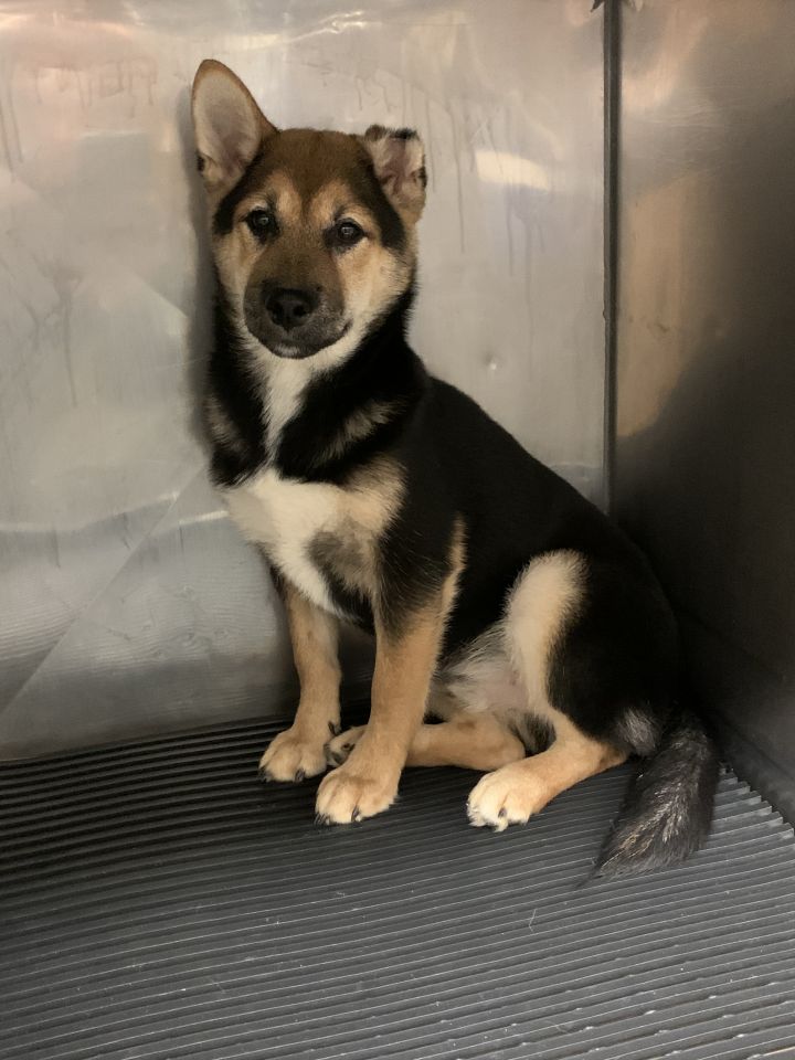 Dog For Adoption Ellis A Shiba Inu In Racine Wi Petfinder