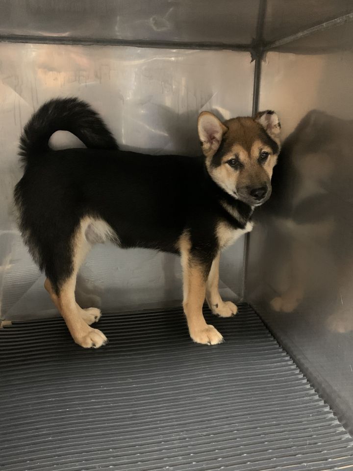 Dog For Adoption Ellis A Shiba Inu In Racine Wi Petfinder