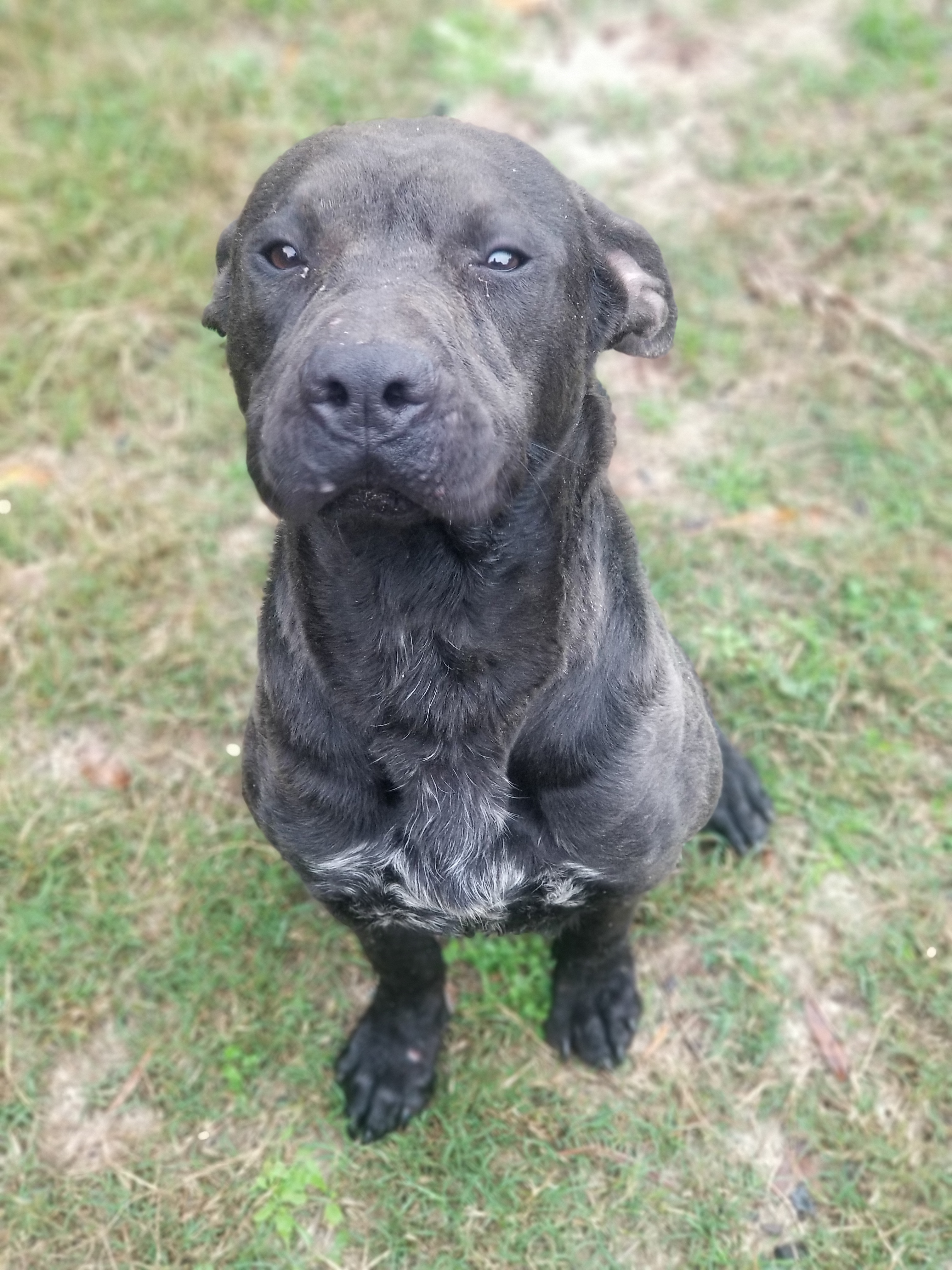 Zinger, an adoptable Cattle Dog, Pit Bull Terrier in Samson, AL, 36477 | Photo Image 2