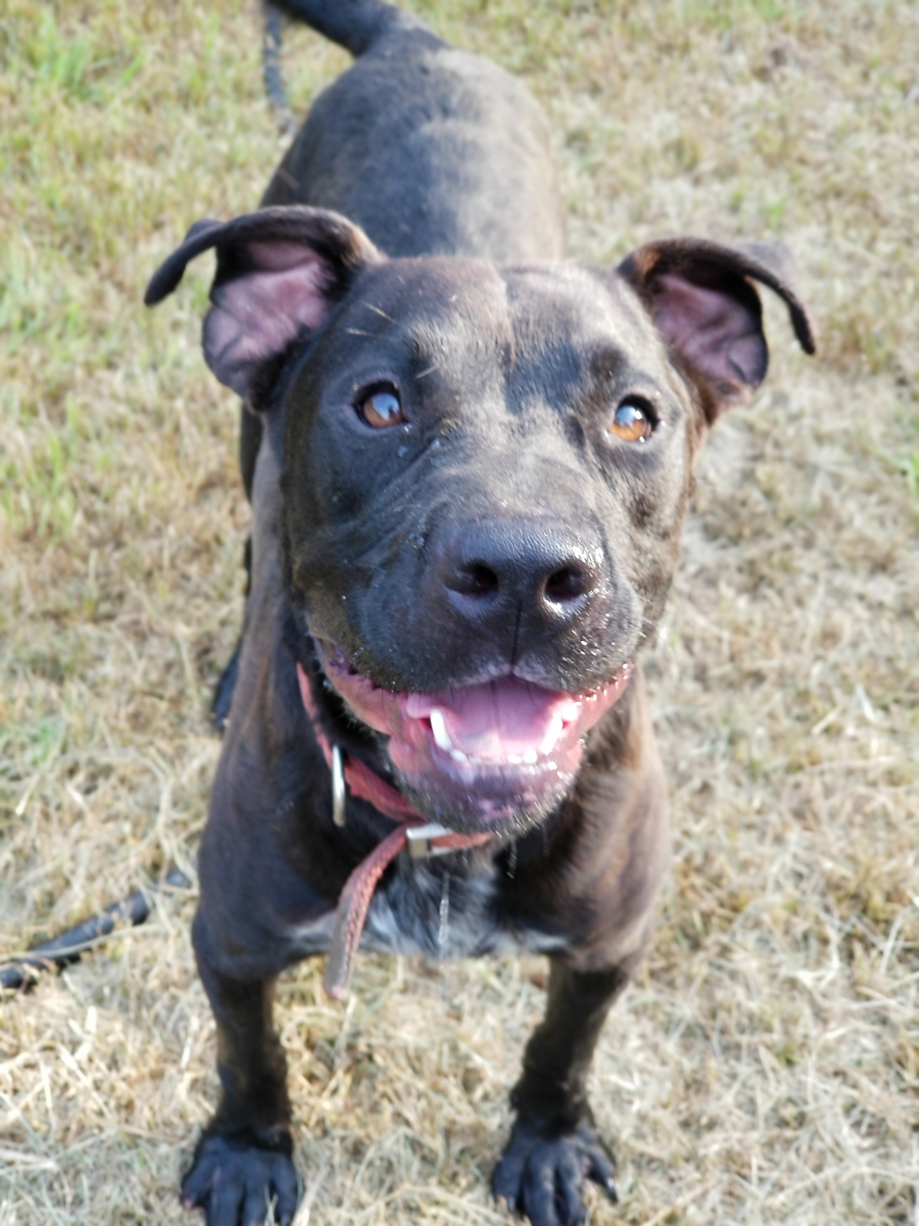 Zinger, an adoptable Cattle Dog, Pit Bull Terrier in Samson, AL, 36477 | Photo Image 3