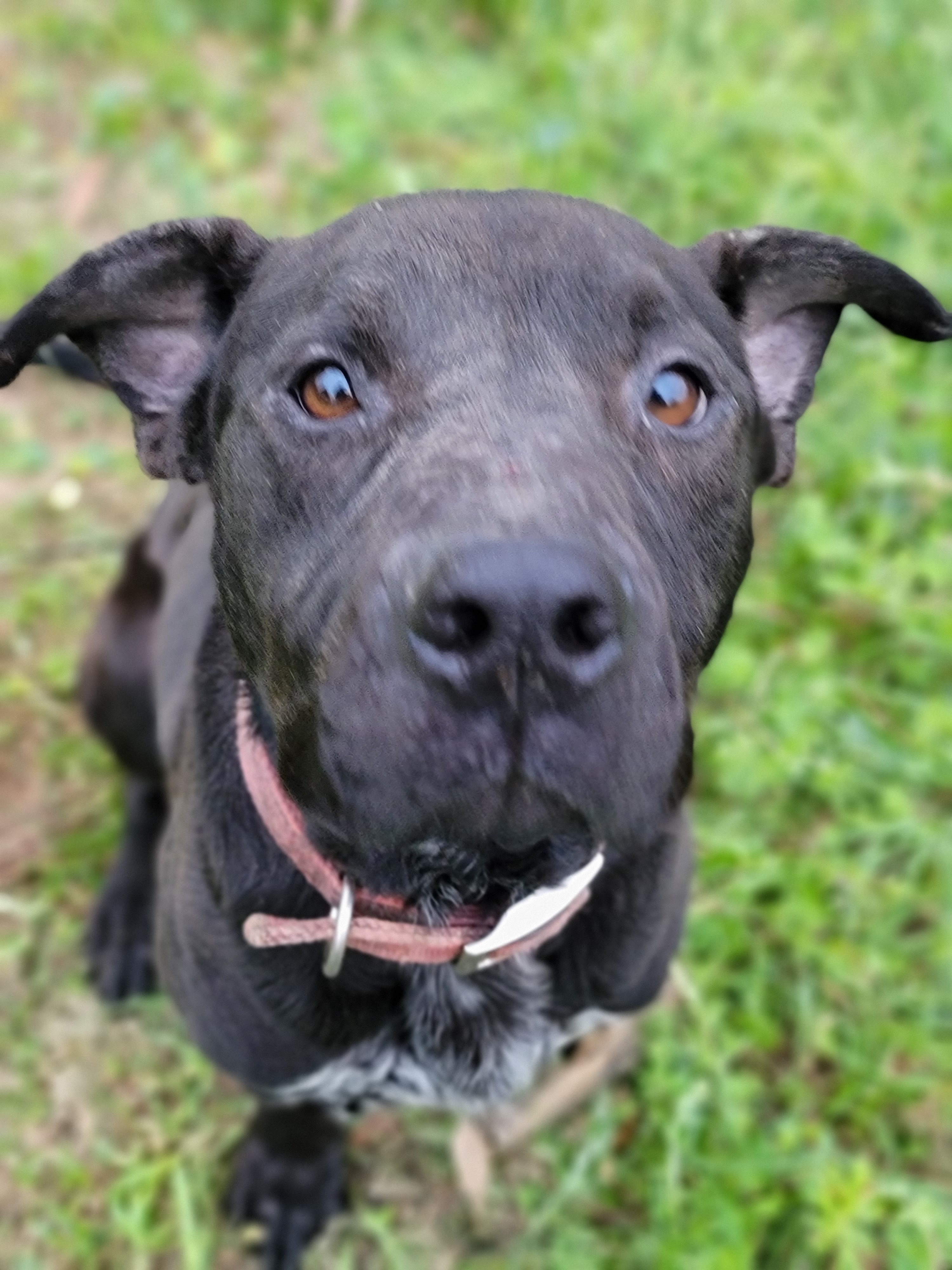 Zinger, an adoptable Cattle Dog, Pit Bull Terrier in Samson, AL, 36477 | Photo Image 4