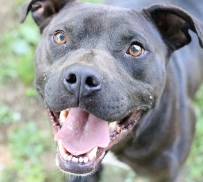 Stone, an adoptable Mixed Breed, Pit Bull Terrier in Rossville, TN, 38066 | Photo Image 1