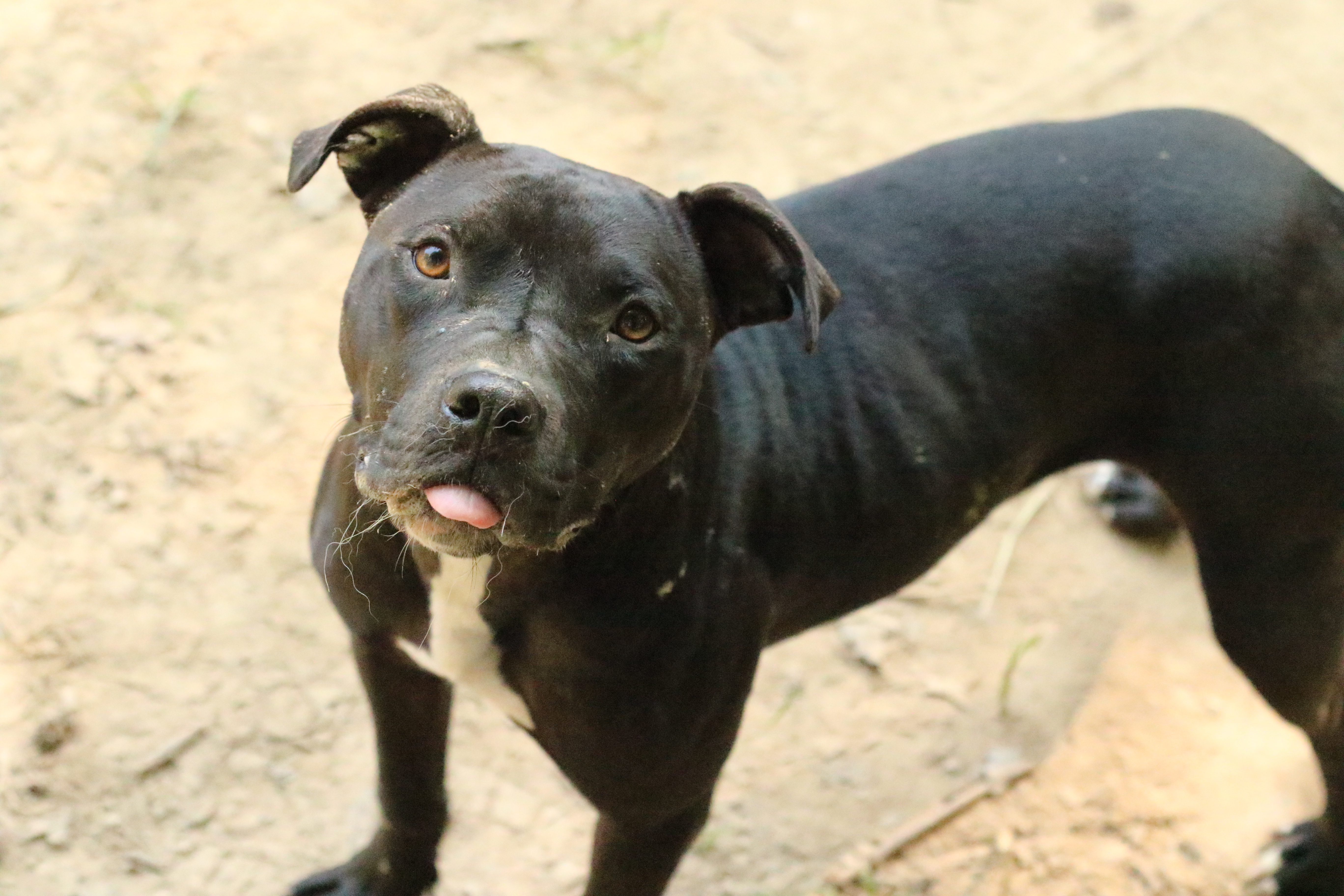 Stone, an adoptable Mixed Breed, Pit Bull Terrier in Rossville, TN, 38066 | Photo Image 4
