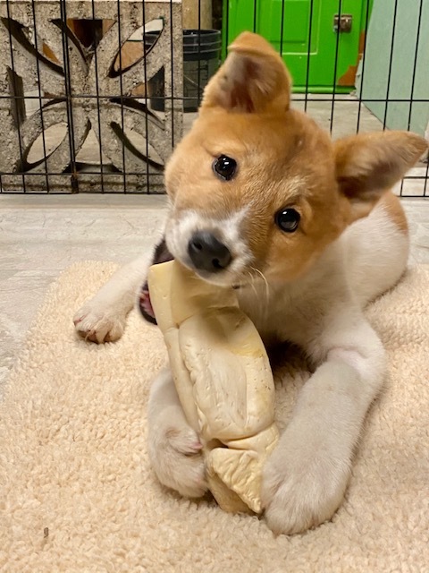 Dog For Adoption Ada A Shiba Inu Mix In Renton Wa