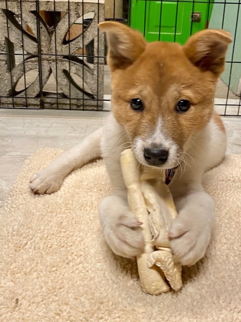 Dog For Adoption Ada A Shiba Inu Mix In Renton Wa