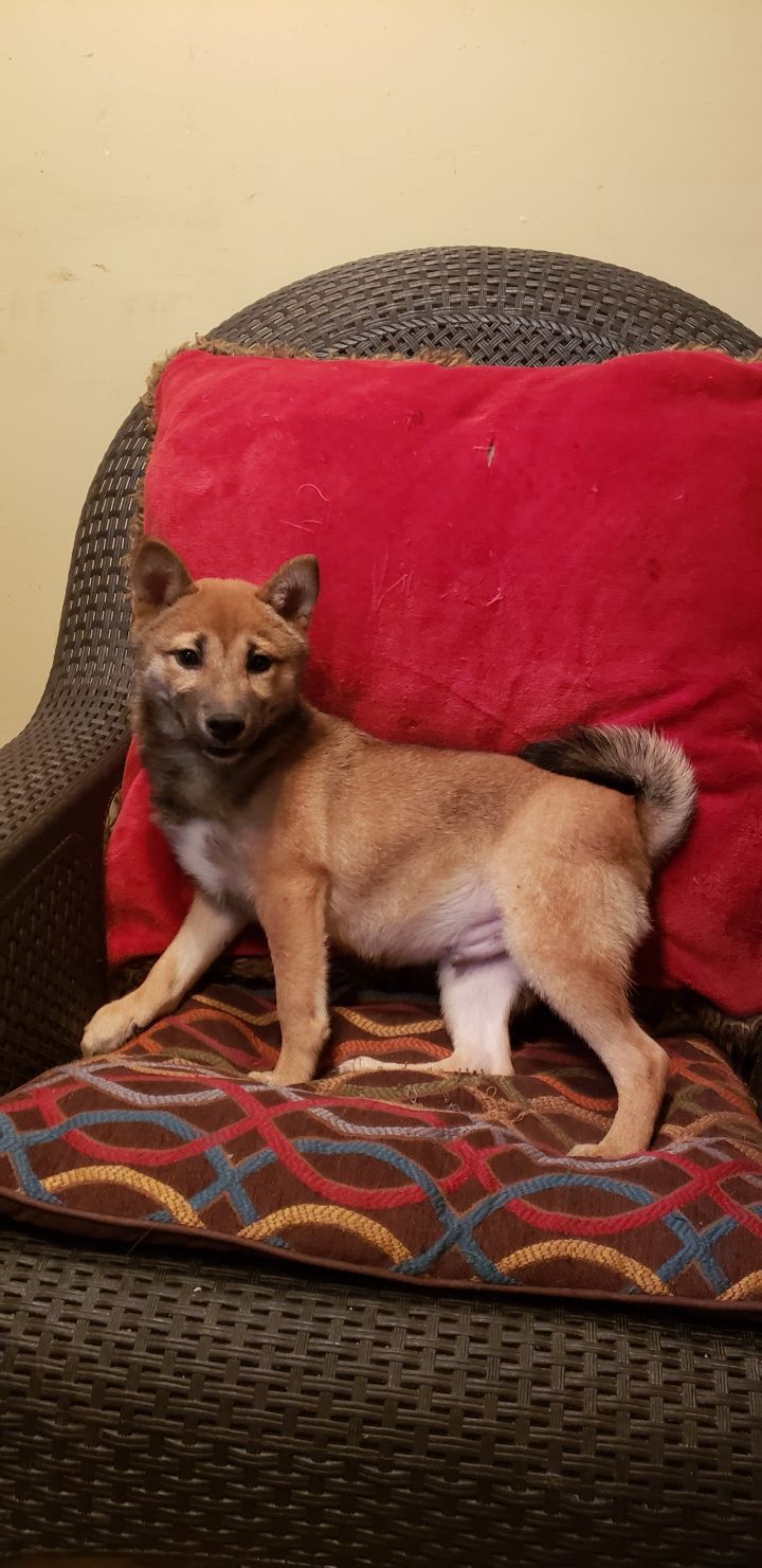 Dog For Adoption Squwirl A Shiba Inu In Woodsfield Oh