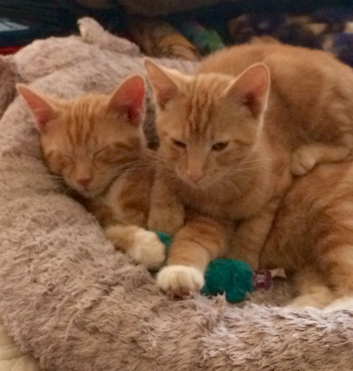 Kittens - Manny and Payton 2